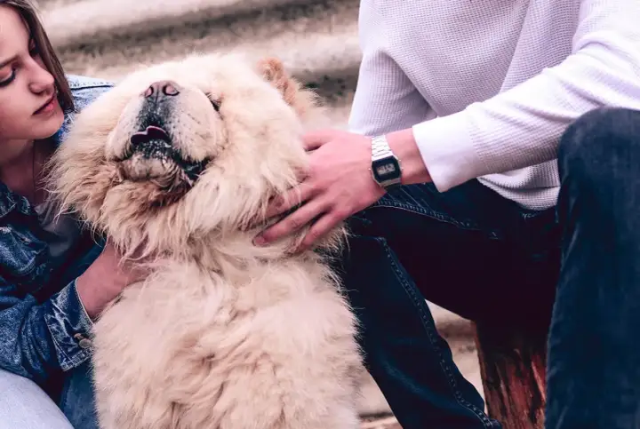 Chow chow sierść czy włosy? Poznaj tajemnice pielęgnacji i charakterystyki