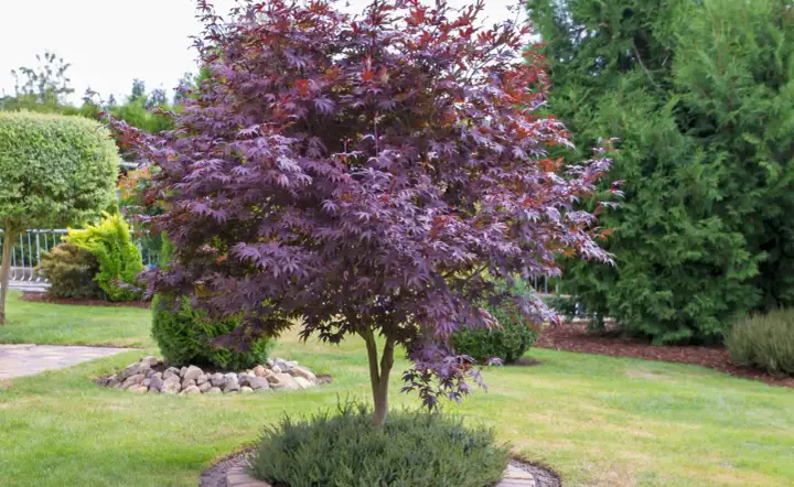 Japanischer Ahorn im Garten - Standort, Pflege und Schnitt