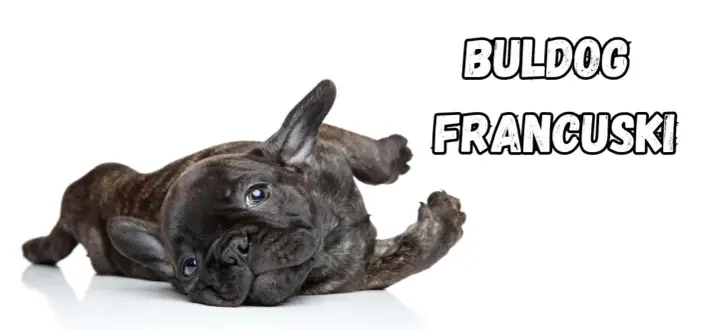 Buldog francuski - charakter i usposobienie. Czy to pies dla Ciebie?