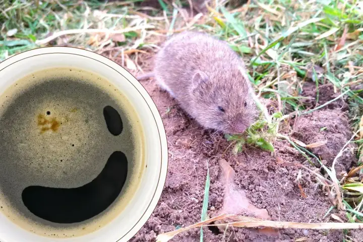 Kawa na nornice. Mała nornica chrupie trawkę obok filiżanki z kawą, która wygląda jak uśmiechnięta buźka.
