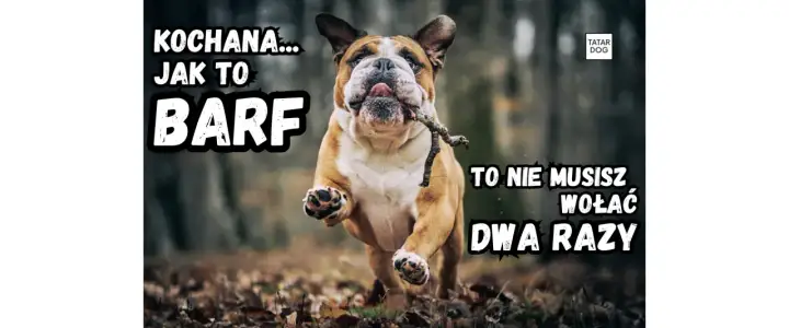 BARF dla psa - Jak karmić surowym mięsem bezpiecznie i z głową?