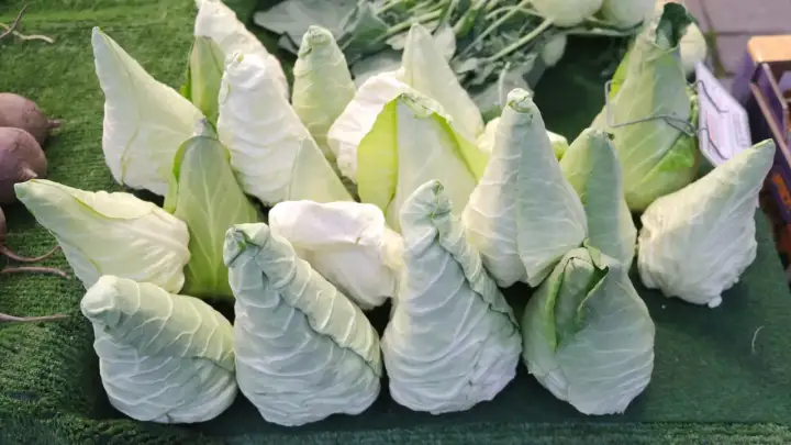 Kapusta stożkowa - jak uprawiać tę szybką i delikatną odmianę?