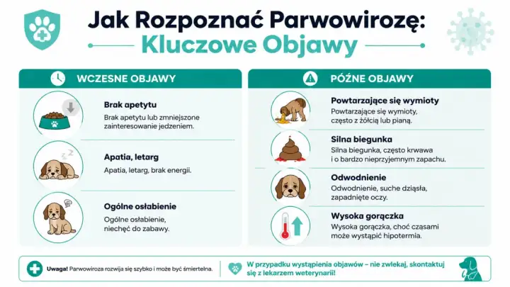 Wczesne i późne objawy parwowirozy u psa: brak apetytu, apatia, wymioty, biegunka, odwodnienie, gorączka. Szybka reakcja jest kluczowa.