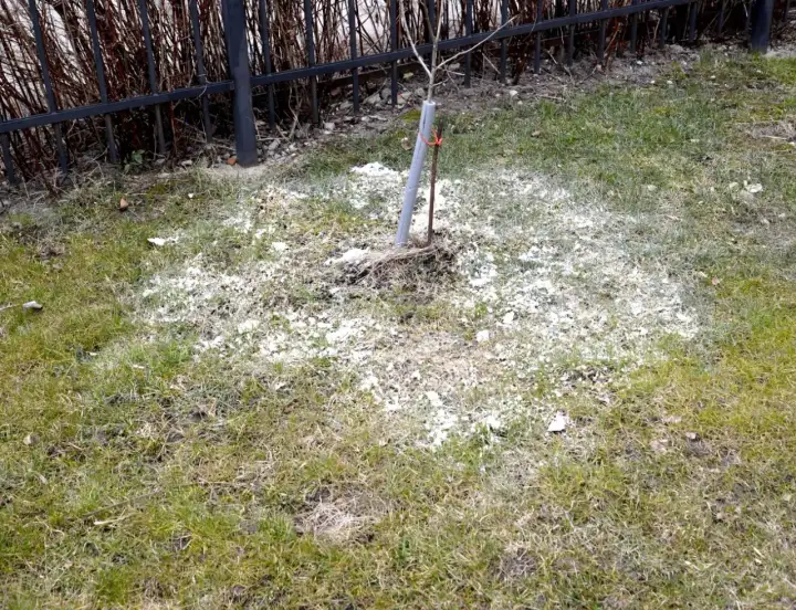 Młode drzewko na trawniku otoczone białym proszkiem, prawdopodobnie dolomitem, który ma chronić je przed szkodnikami.