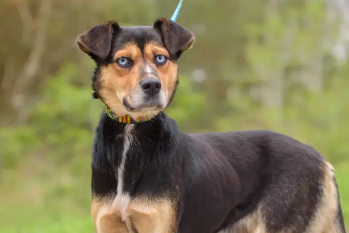 Schronisko Wojnowice: Jak pomóc zwierzętom "no kill"? Adopcja, wolontariat