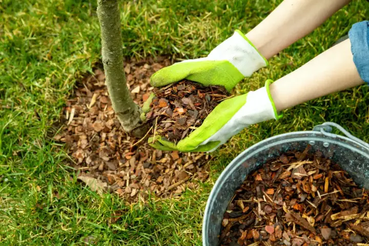 Jaka kora pod drzewka owocowe? Wybierz najlepszą i ściółkuj poprawnie