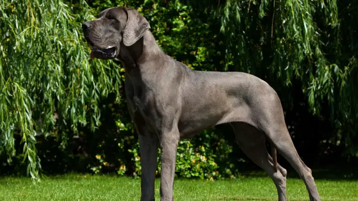 Dog Niemiecki: Wygląd, Umaszczenia i Wymiary wg FCI