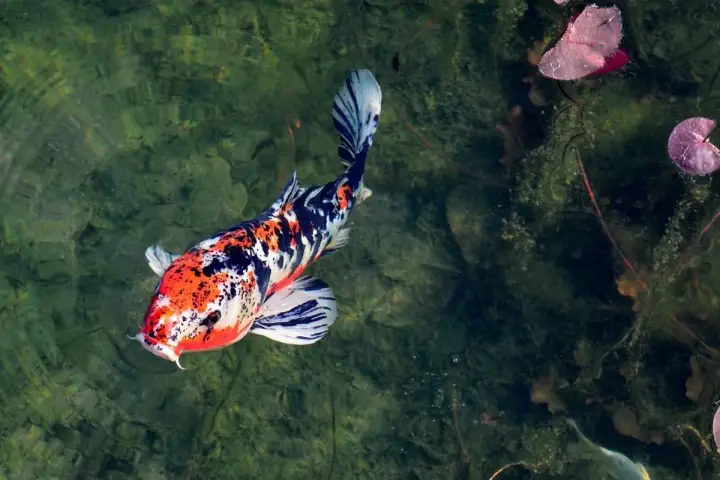 Najdroższy karp koi, o barwach pomarańczu, bieli i czerni, pływa w zielonej wodzie, wśród liści lilii wodnych.