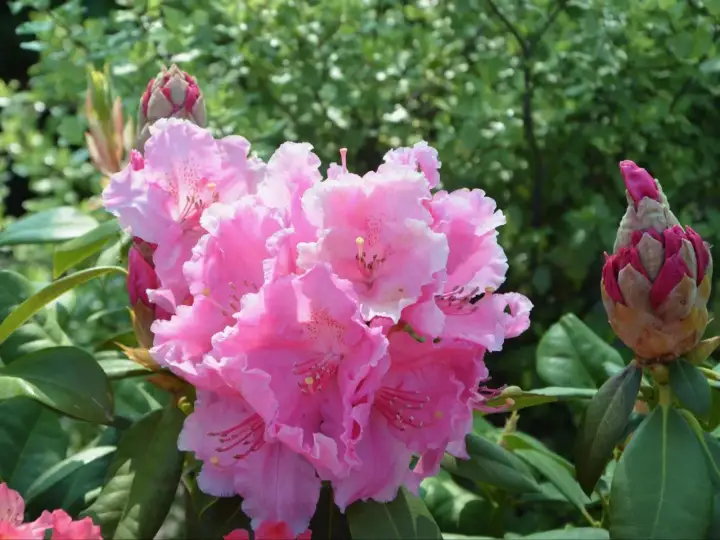 Piękne, różowe kwiaty rododendrona. Warto wiedzieć, kiedy nawozić rododendrony, by cieszyć się ich kwitnieniem.