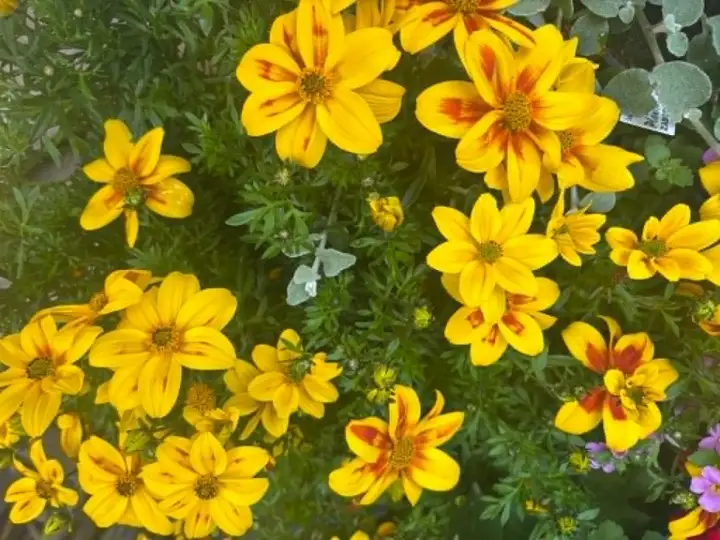 Bidens - złoty kwiat na balkon - obfite kwitnienie