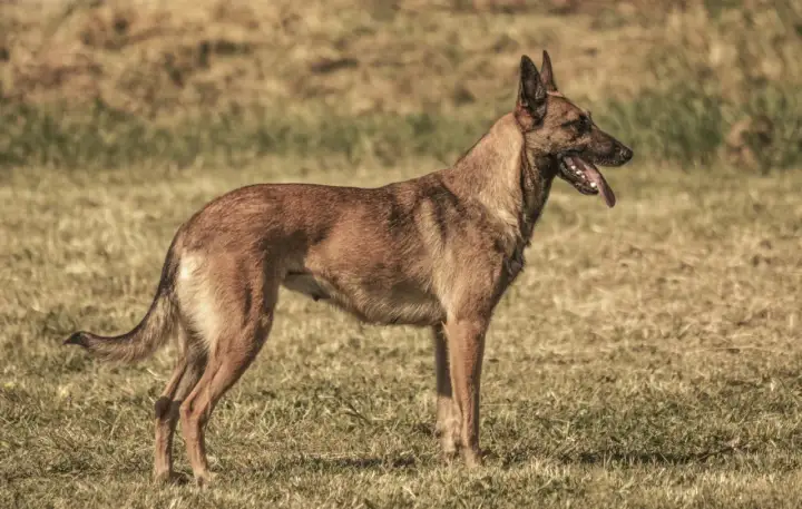 Czujny owczarek belgijski maly stoi na trawie, dysząc z językiem na zewnątrz.