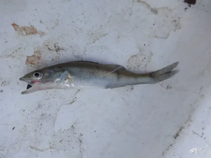 Ein kleiner Fisch mit geöffnetem Maul liegt auf schmutzigem Untergrund. Er könnte ein Leckerbissen für größere Raubfische sein, wie zum Beispiel Zander.
