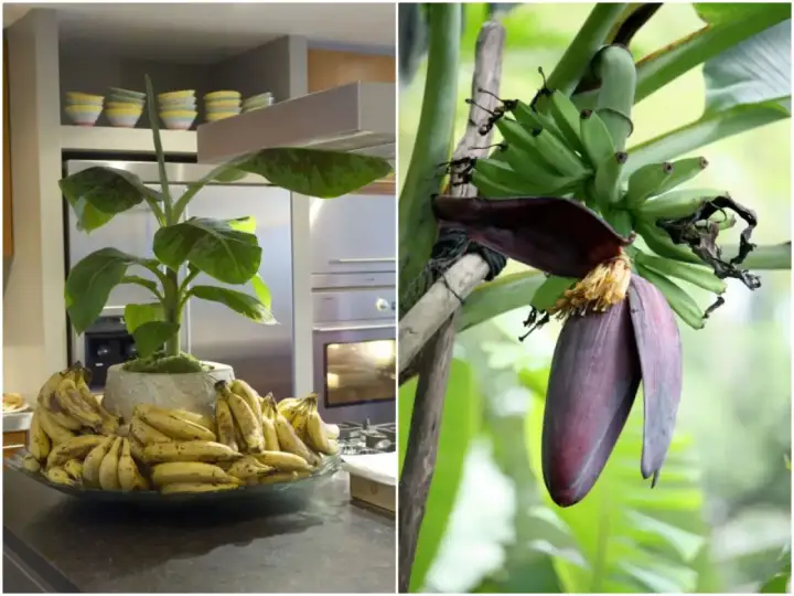 Bananowiec w domu, z pękiem zielonych bananów i kwiatem. Obok, na blacie, miska pełna dojrzałych bananów.