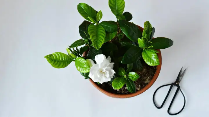 Gardenia - Jak dbać, by kwitła i nie gubiła pąków?