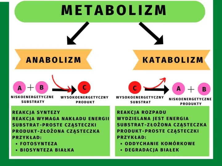 Metabolizm: jak działa, co wpływa i obalamy mity