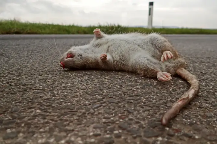Martwa szczur leżący na asfalcie, z łapkami do góry.