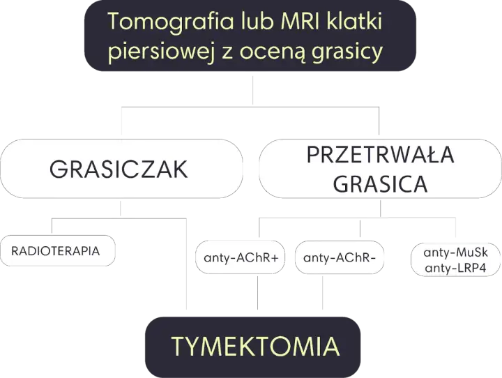 Schemat diagnostyki i leczenia miastenii: grasiczak, przetrwała grasica, radioterapia, tymektomia, przeciwciała anty-AChR, anty-MuSk, anty-LRP4.