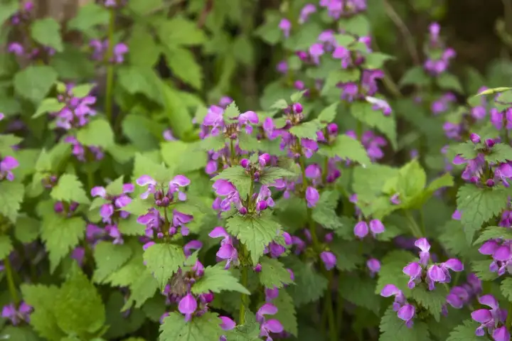Jasnota purpurowa – chwast czy superfood? Zastosowania i fakty