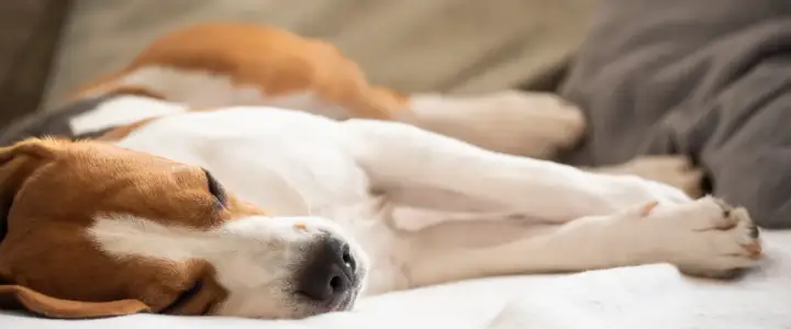 Śpiący pies rasy beagle na białym kocu.