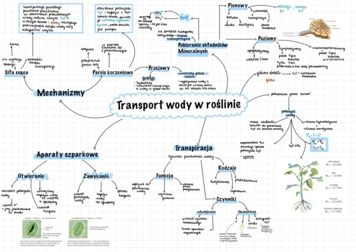 Mapa myśli przedstawiająca transport wody w roślinie, obejmująca mechanizmy, aparaty szparkowe, transpirację, pobieranie składników mineralnych i czynniki wpływające na ten proces.