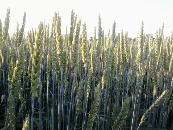 Pszenica jara krok po kroku - Jak uzyskać stabilny plon?