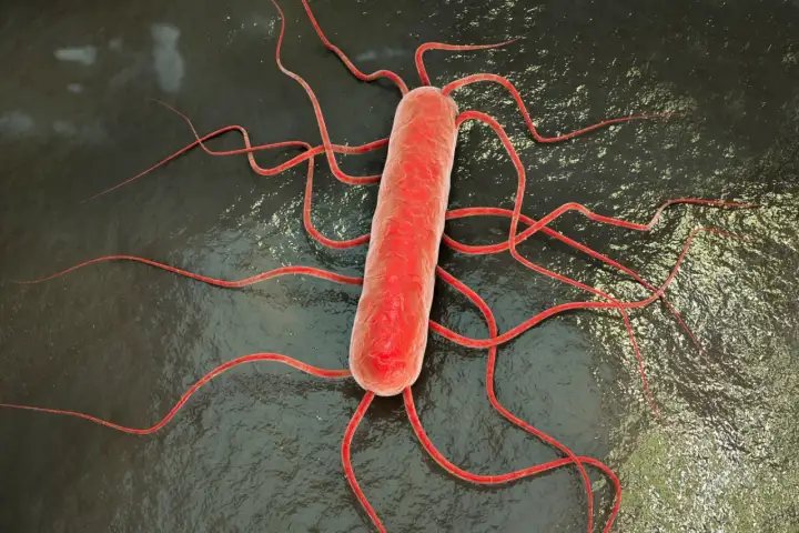 Bakteria Listeria monocytogenes, przyczyna listeriozy, z licznymi wiciami.