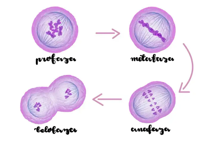 Mitoza: Profaza, Metafaza, Anafaza, Telofaza Poznaj etapy