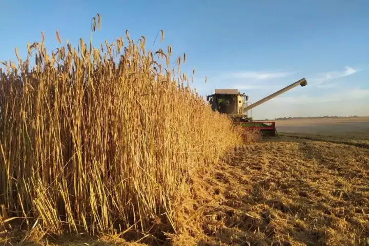 Żyto na kiszonkę - jak osiągnąć sukces od siewu do zbioru?