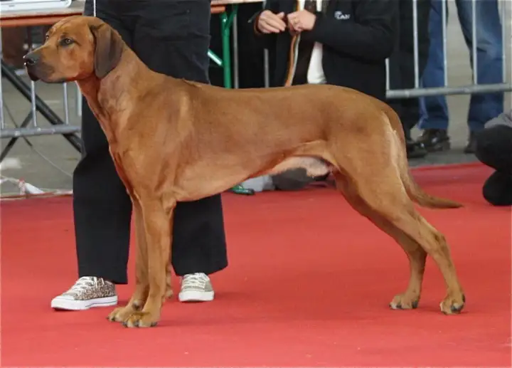 Rhodesian ridgeback - pies na lwy? Prawda o tej rasie!