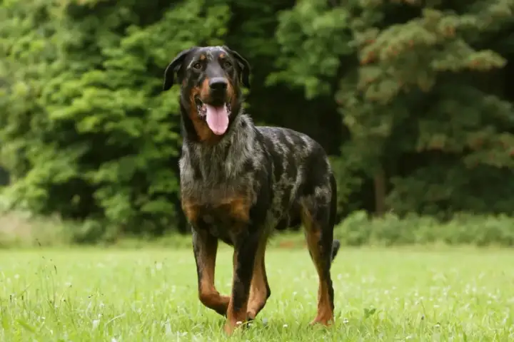 Piękny owczarek francuski beauceron z merle umaszczeniem, z językiem na wierzchu, stoi na zielonej łące.