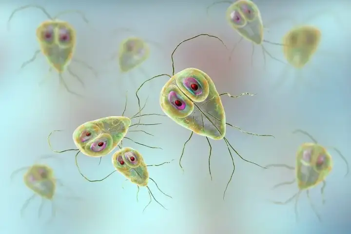 Giardia u psa - jak rozpoznać, leczyć i ograniczyć nawroty