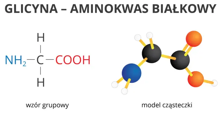 Glicyna, najprostszy z aminokwasów białkowych, przedstawiona jako wzór grupowy i model cząsteczki.