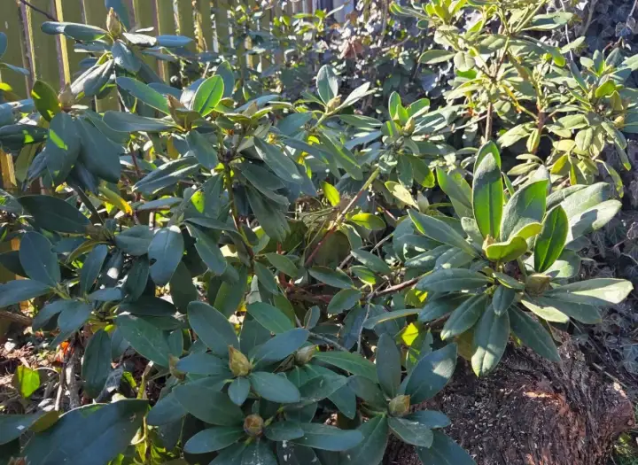 Gęste, zielone liście rododendronów. Zastanawiasz się, co posadzić obok rododendrona? Pomyśl o paprociach lub wrzosach.