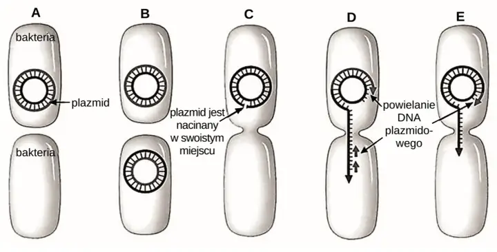 Koniugacja w biologii: Jak geny zmieniają mikroorganizmy?