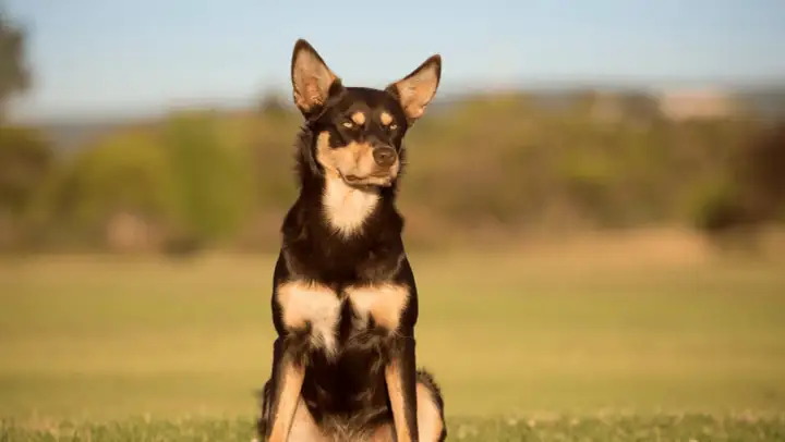 Kelpie: Czy ten energiczny pies pasterski jest dla Ciebie?