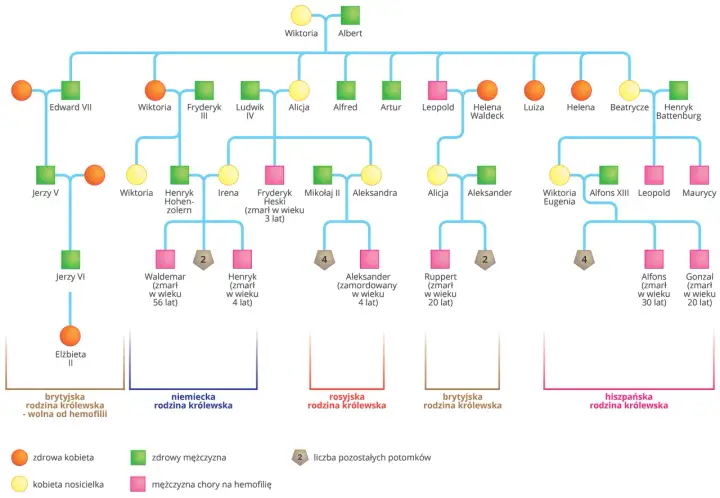 Drzewo genealogiczne przedstawiające krzyżówki genetyczne cechy sprzężone z płcią, z zaznaczonymi nosicielkami i chorymi na hemofilię.