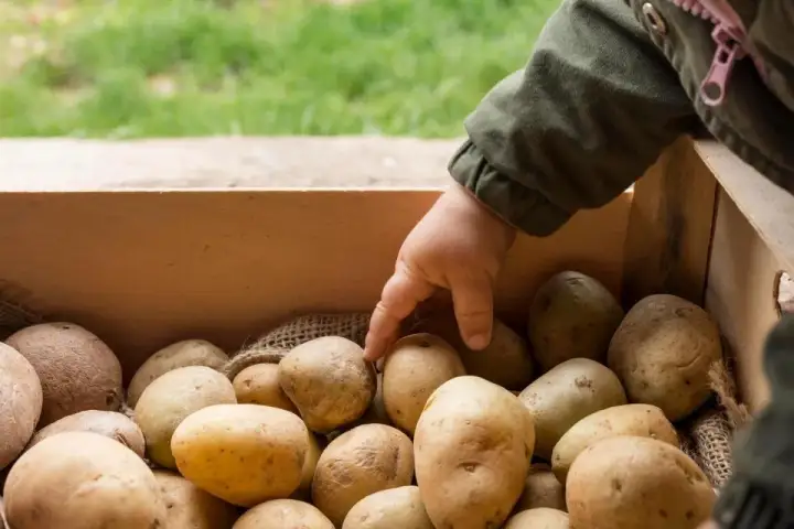 Dziecko wybiera ziemniaki z drewnianej skrzynki. Zastanawiasz się, jaki nawóz pod ziemniaki będzie najlepszy?