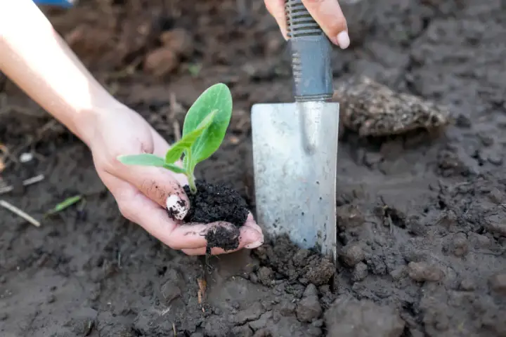 Ręce delikatnie sadzą młodą roślinkę, przygotowując ją do wzrostu. To początek sadzenia ogórków, pełen nadziei na obfite plony.