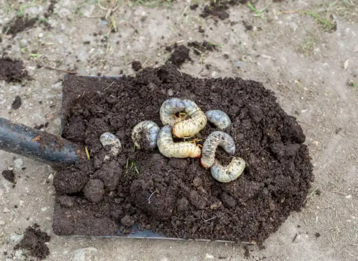 Łopata z ziemią, na której widać larwy chrząszczy, które mogą wymagać oprysku na robaki w ziemi.