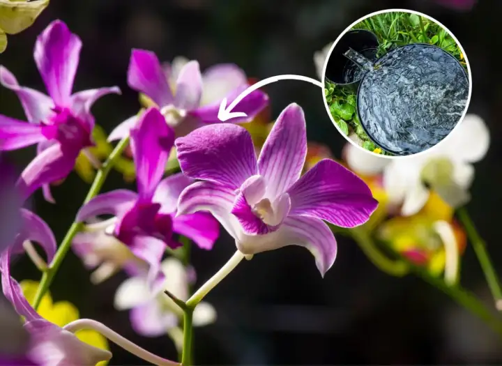Piękne kwiaty Dendrobium Nobile. Wskazówka: podlewanie w domu jest kluczowe dla ich uprawy.