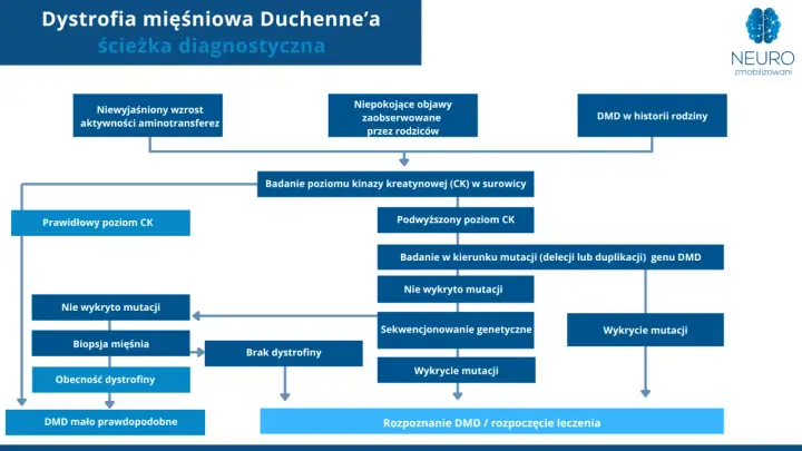 Schemat diagnostyczny dystrofii mięśniowej Duchenne'a. Analiza objawów, poziomu CK, biopsji mięśnia i badań genetycznych prowadzi do rozpoznania DMD.