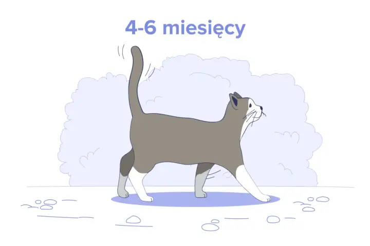Ilustracja kota w wieku 4-6 miesięcy. Dowiedz się, ile powinien jeść 4 miesięczny kot, aby był zdrowy i pełen energii.