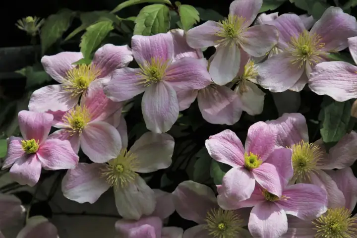 Delikatne, różowe kwiaty powojnika zachwycają. Pielęgnacja clematis uprawa to radość dla każdego ogrodnika.