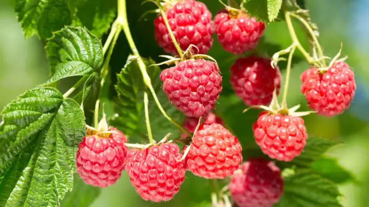 Reife Himbeeren hängen an Zweigen. Bald werden sie geschnitten und zu leckerem Kuchen verarbeitet.