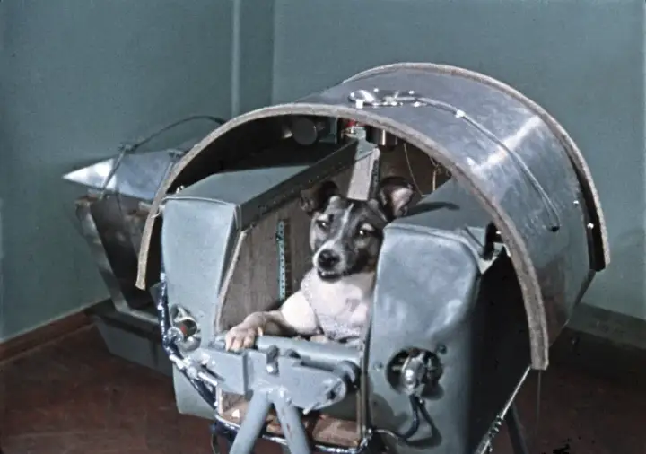 Laika - pierwszy pies w kosmosie: Prawda o jej locie na orbitę