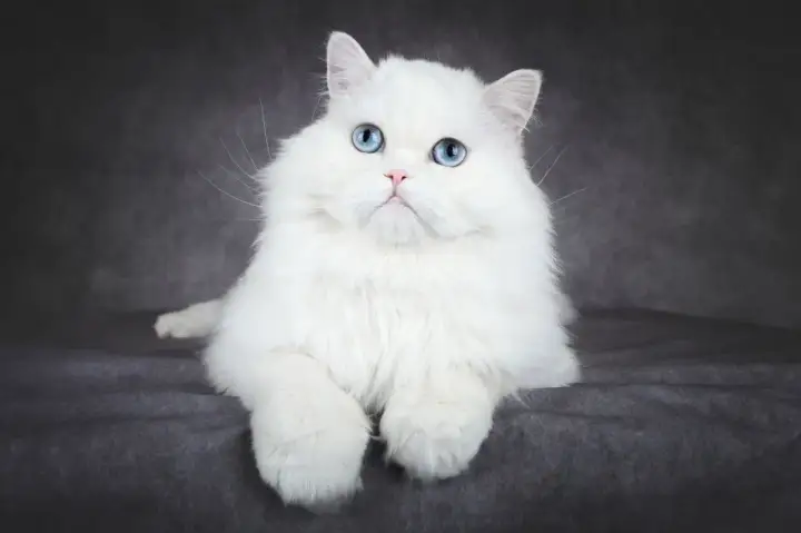 Piękny kot albinos z niebieskimi oczami, siedzący na ciemnoszarym tle. Jego puszyste, białe futro otacza delikatną, różową mordkę.