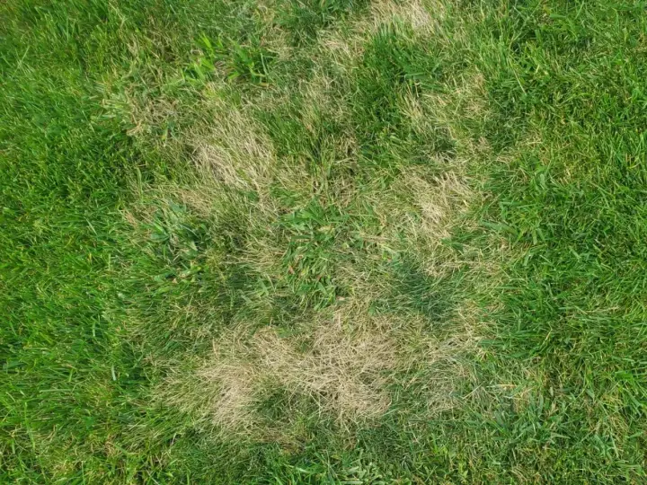 Plamy suchej, żółtej trawy na zielonym trawniku, jakby po zastosowaniu agro sorb folium.