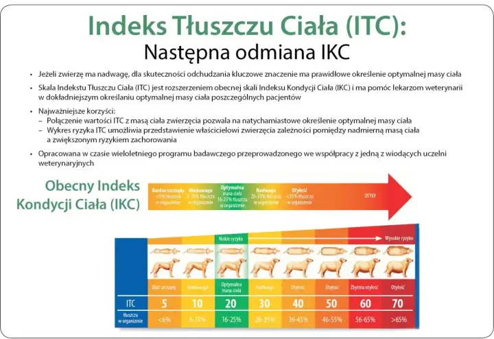 Skala ITC pomaga określić, jak odchudzić psa, pokazując zależność między masą ciała a ryzykiem chorób.