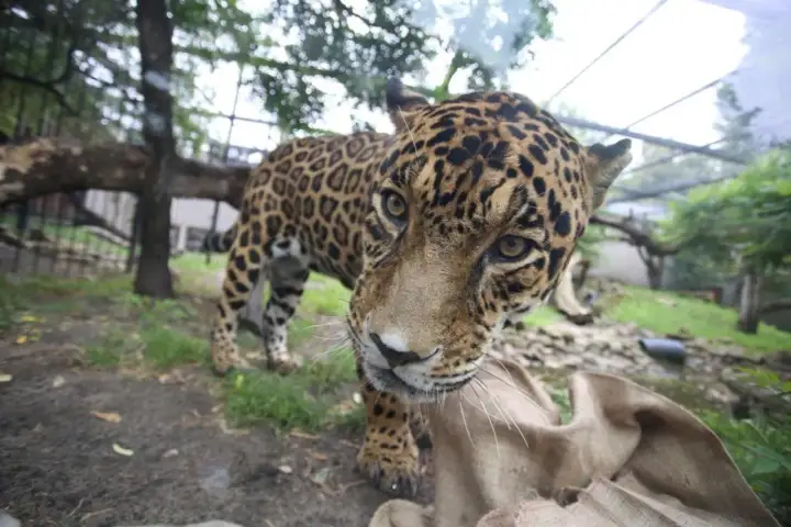 Warszawskie ZOO - ceny biletów i jak nie przepłacić