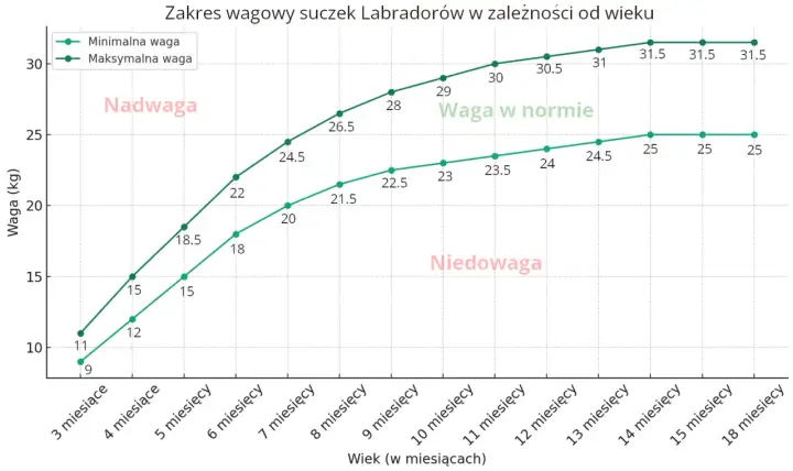 Wykres pokazuje zakres wagi suczek labradora od 3 do 18 miesięcy. Waga w normie dla labradora jest zaznaczona zielonym kolorem.